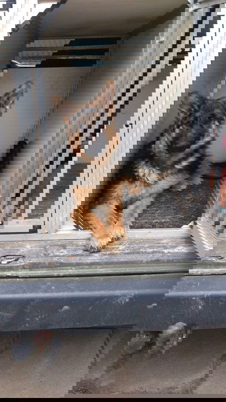 Unser neuestes Familienmitglied: Boa, sie hat Hummeln im Hintern, tut hier nur so brav...