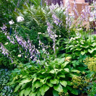 Der Garten im Juni.......