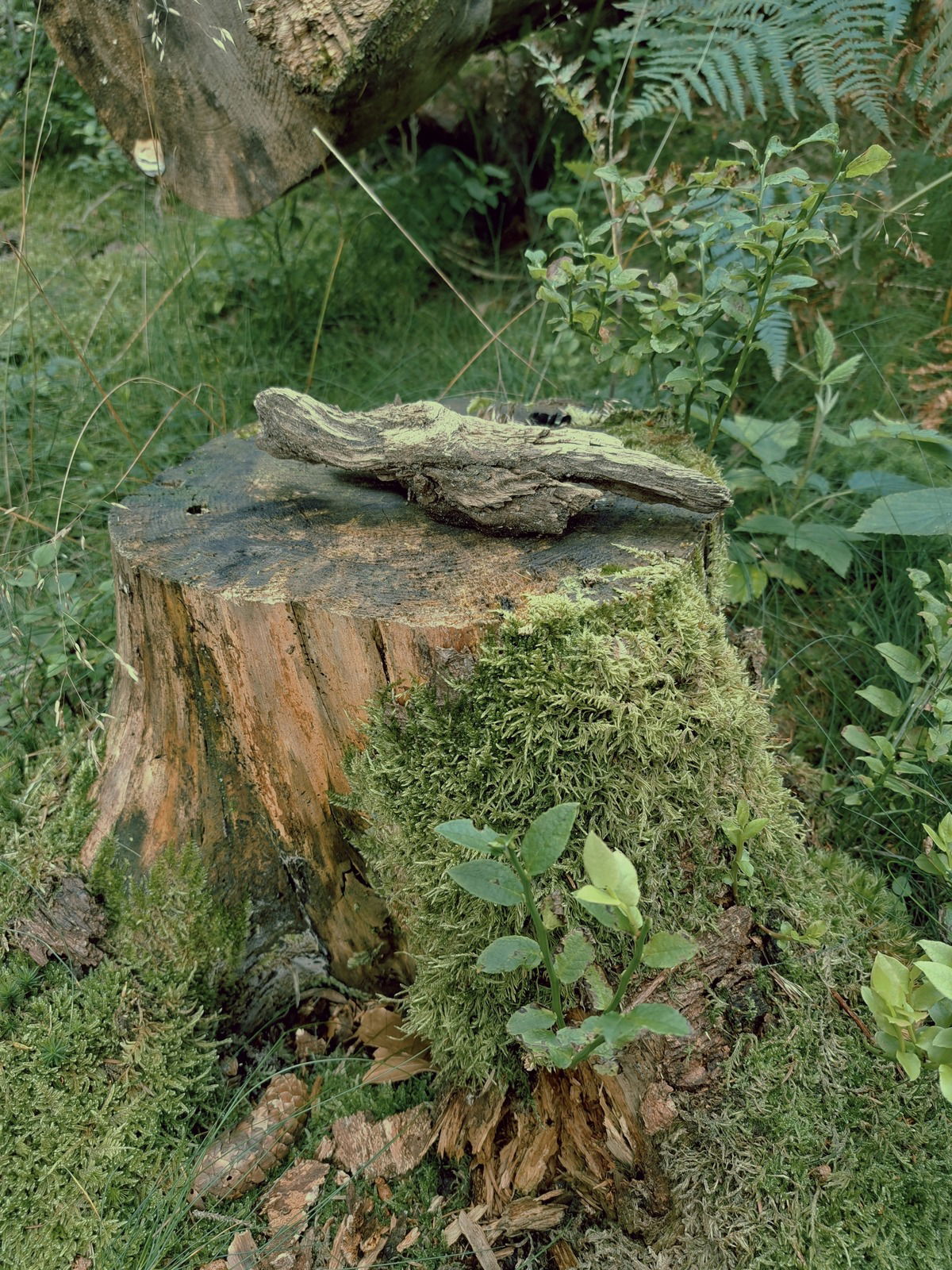 Wald/Holz/Moos/...so riecht für mich * Origins of Nature* von Dua fragrances