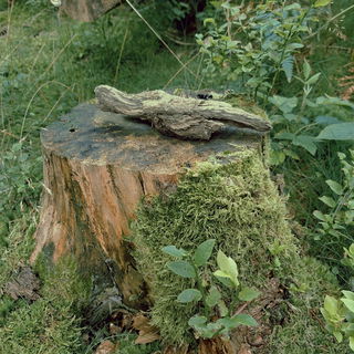 Wald/Holz/Moos/...so ri...