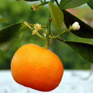 Mein Orangenbäumchen m...