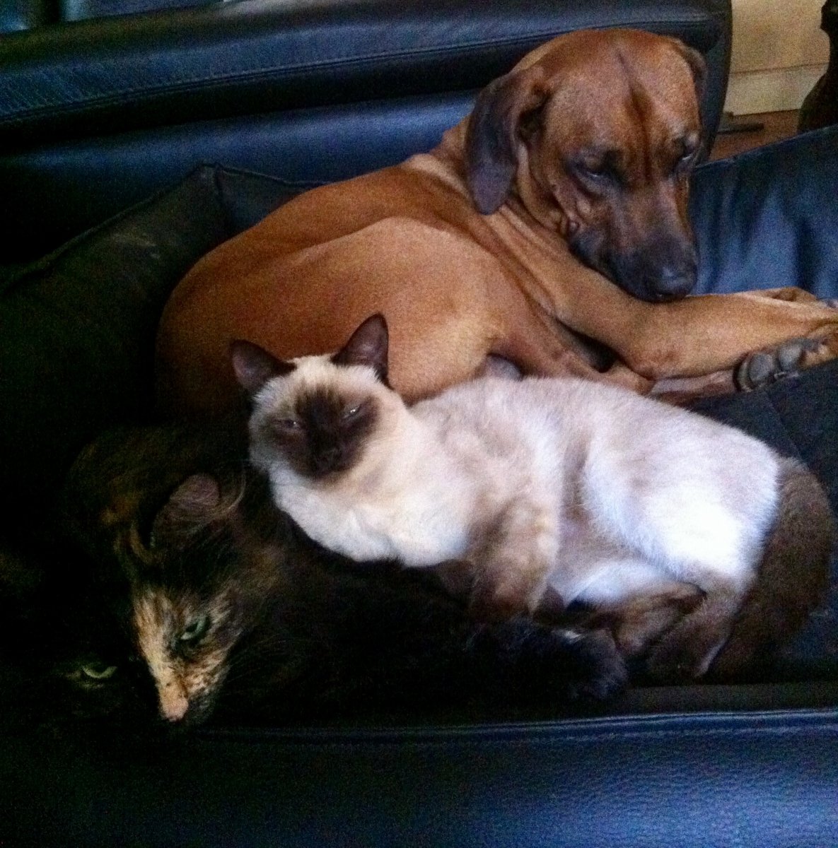 Gruppenkuscheln
