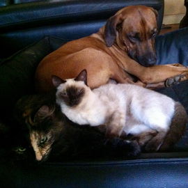 Gruppenkuscheln