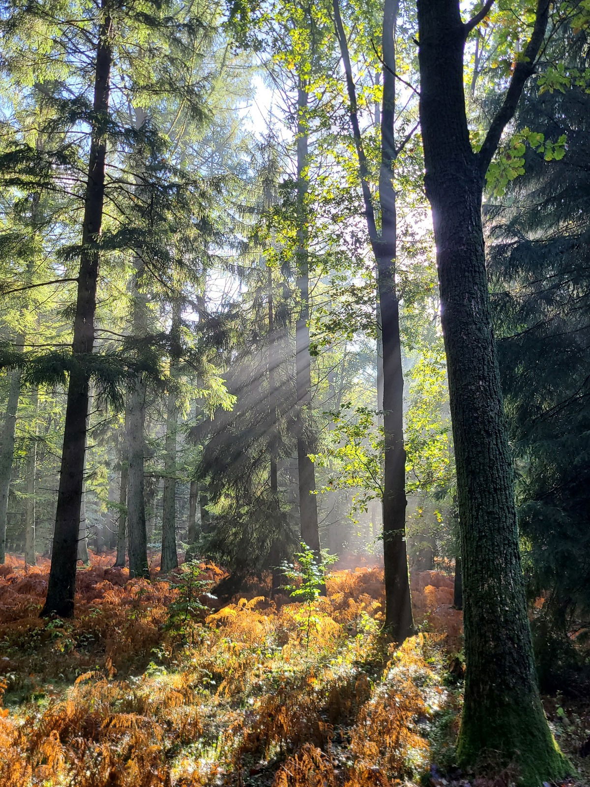 🌳🌲🌳Waldliebe🌳🌲🌳