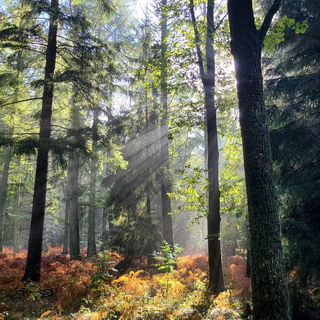 🌳🌲🌳Waldliebe🌳🌲🌳