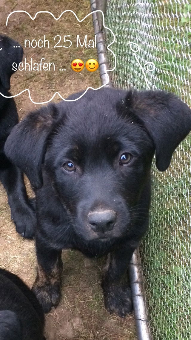 Bobby, der mir auch Mittwochs gehört und bald eine Ausbildung zum Schulhund macht