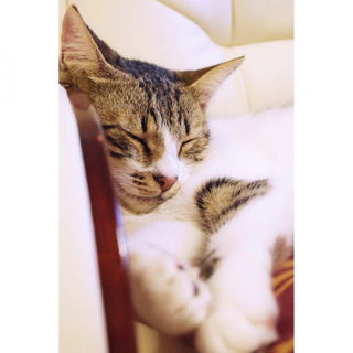 Don Quixote - a good bo...