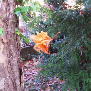 Leaf floating on Air or...