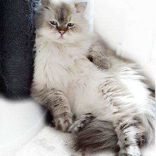 Snowie am Chillen