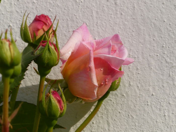 Osterrose 20-4-2014 104 müN