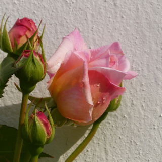 Osterrose 20-4-2014 104...