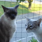 Gris und Cyrus