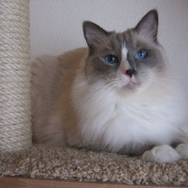 Kuschelmonster