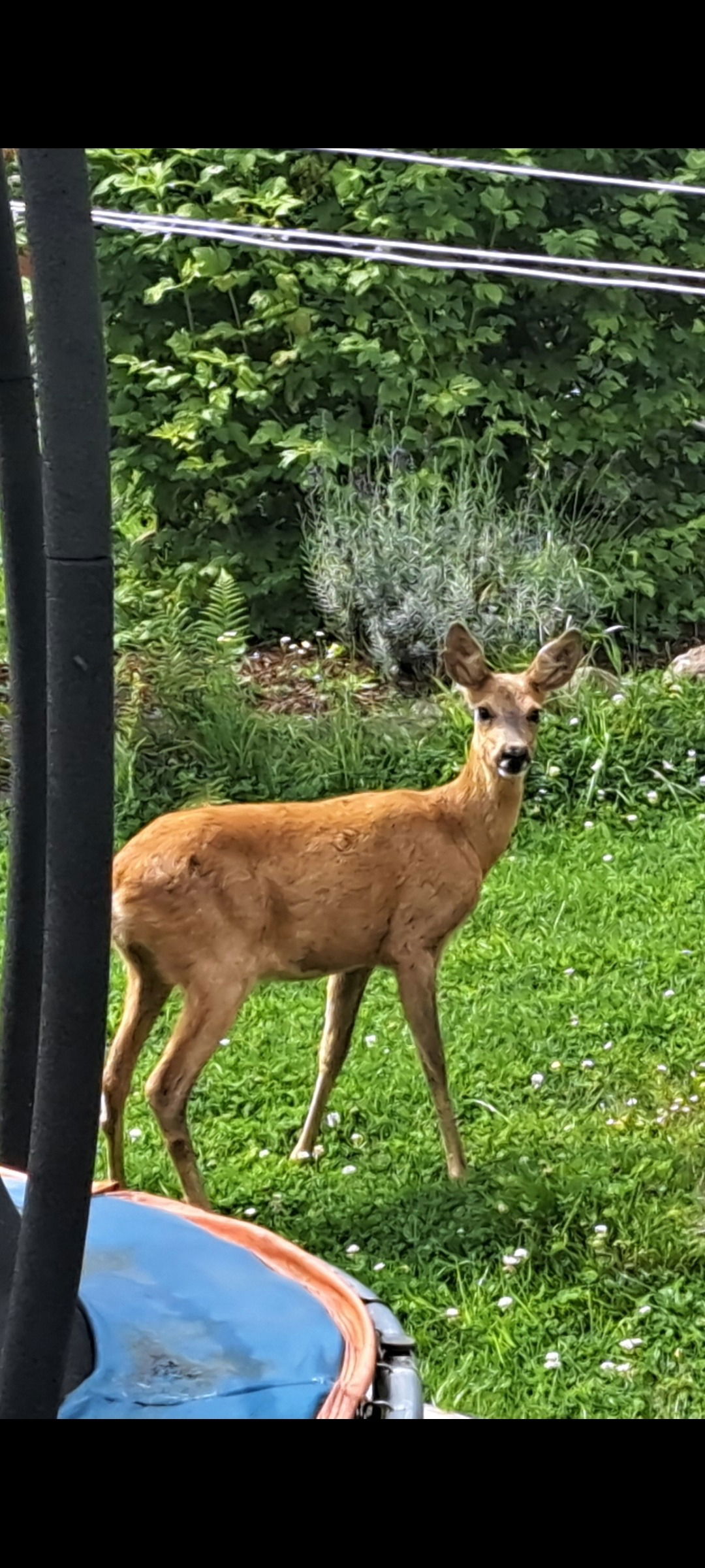 Nahezu täglich kann ich sie mit ihren Kitzen hinter dem Haus beobachten. Dieses sieht fast aus, als wäre es ausgestopft 😉