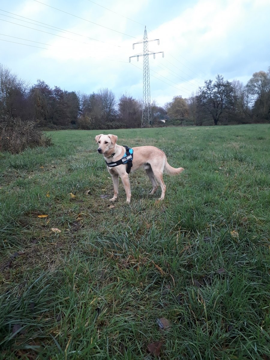 Canis Lupus Abstaubus