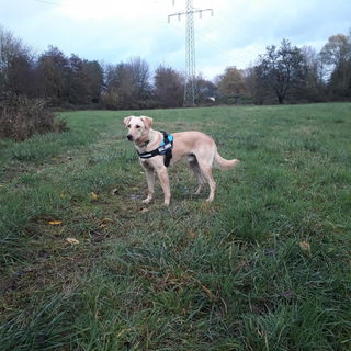 Canis Lupus Abstaubus...