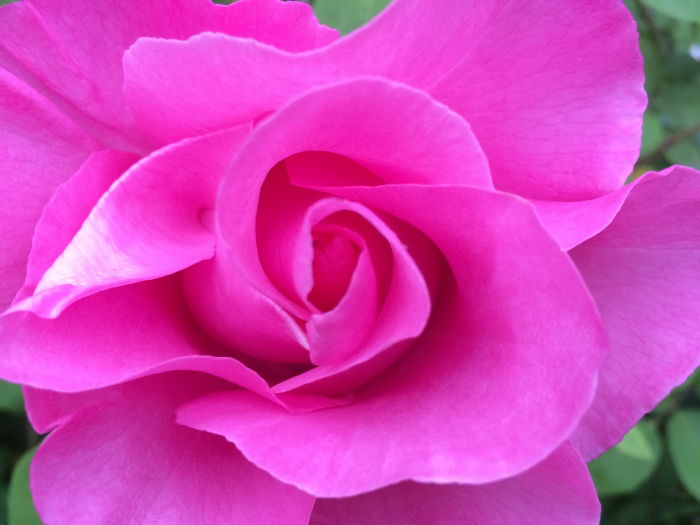 auch in meinem Garten muss es duften...