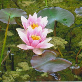 Schönheiten im Teich