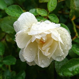 Edelrose "Stockholm" 20...