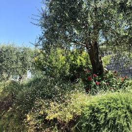 Garten in Roquebrune, h...
