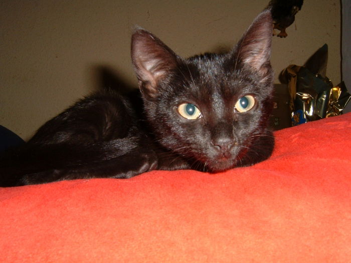 Wie eine kleine Fledermaus...und die hat es faustdick hinter den Riesenohren