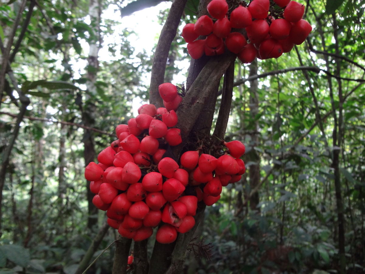 Unbekannte Blüte im Amazonas