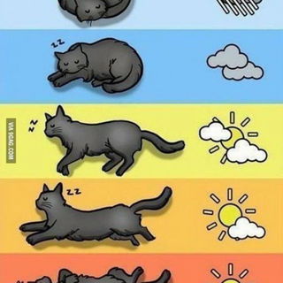 Katzenbarometer - könn...