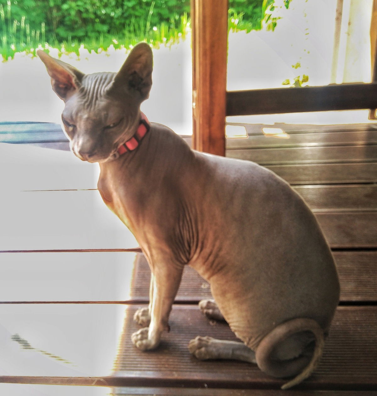 ...weil so ein Account ohne Katzenfotos nicht komplett ist, Nachbarskatz...