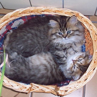 Cosimo und Stella, vor ...