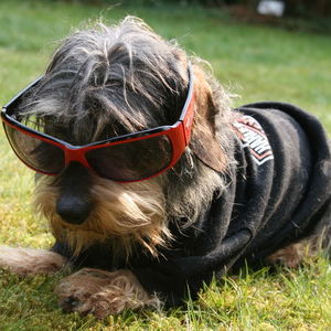 OLEG... Mein Hund :-) i...