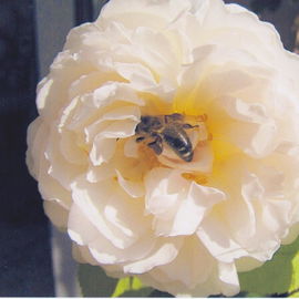 Bienenbesuch auf Moschu...