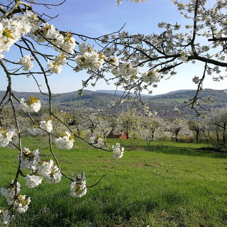 Kirschblüte - Witzenha...