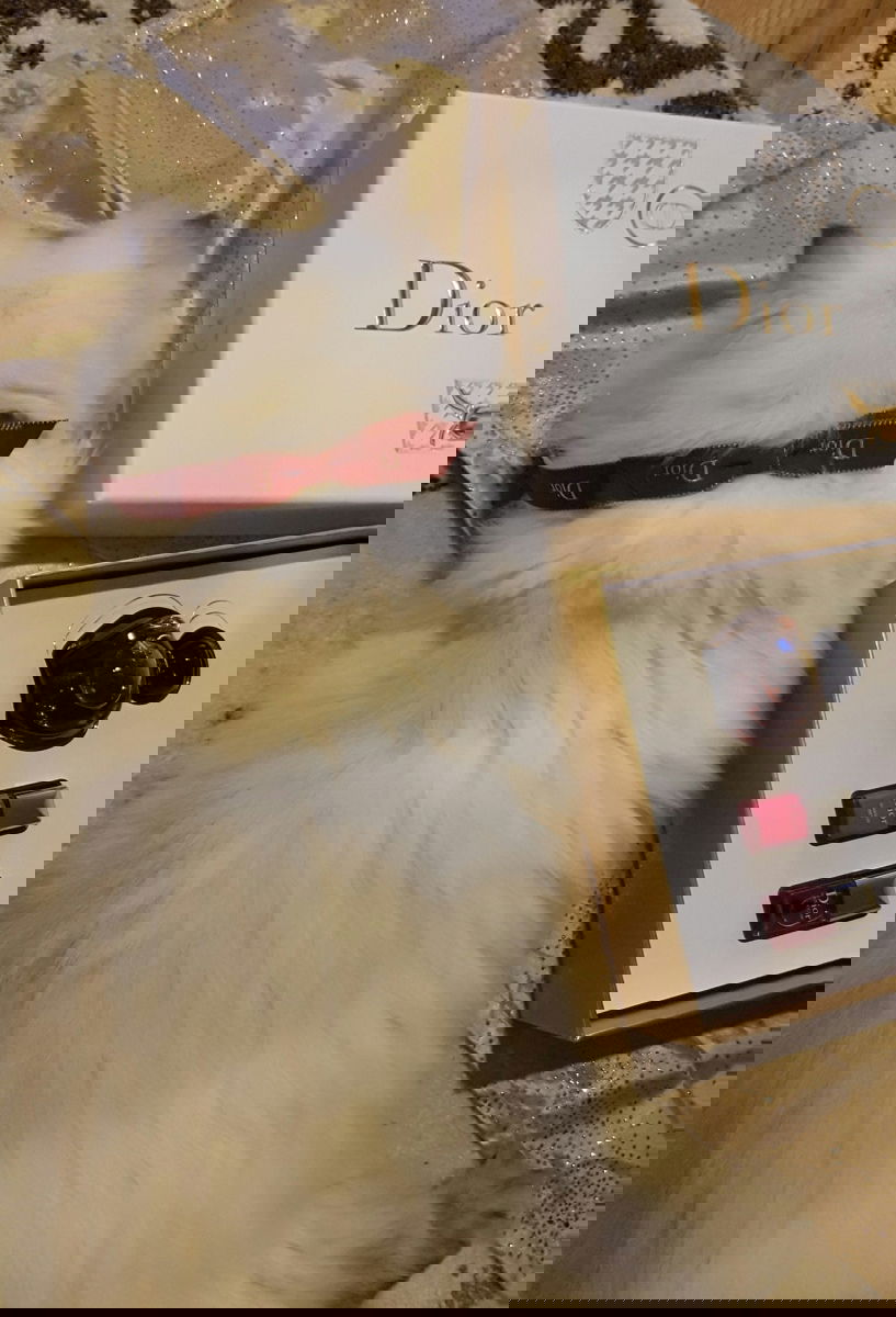 Ist nun ein sehr teures Katerchen!