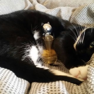 Miss Lily & CdG's Grace...