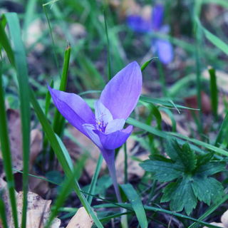 soft purple bloomings f...