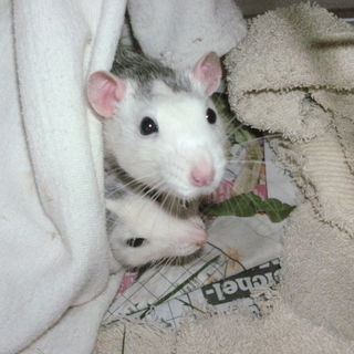 Sancho & pancho rätsel...