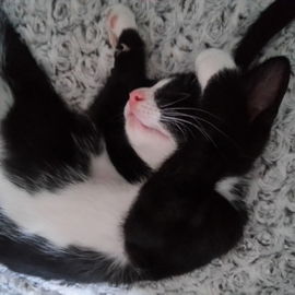 Odin :-)
