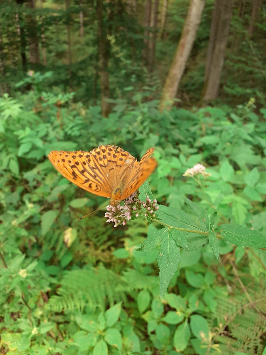 Argynnis paphia