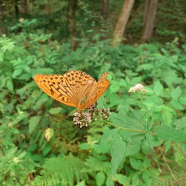 Argynnis paphia