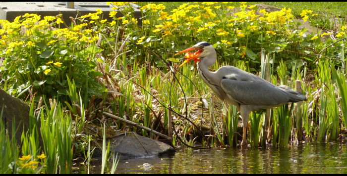 Der 3. innerhalb 20 Minuten