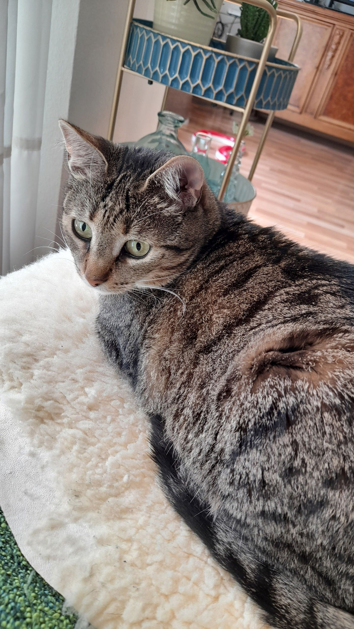 Meine Elsie....die Freche!