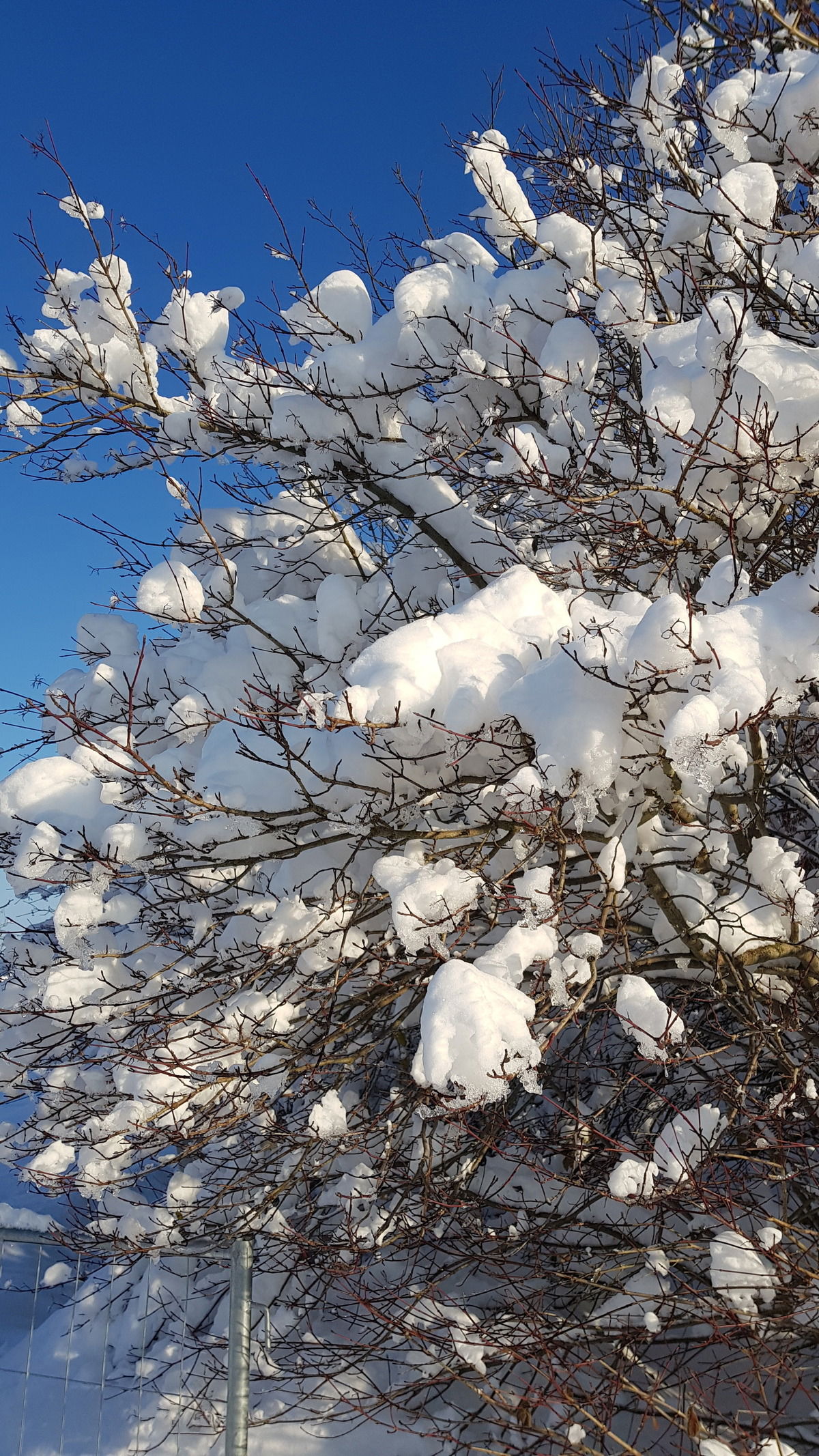 Soooo schön. ❄❄❄