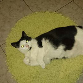 Prinzesschen bei der Pf...