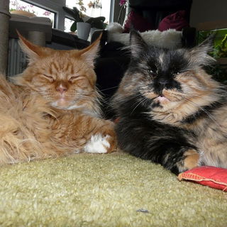 Meine beiden neuen Dame...