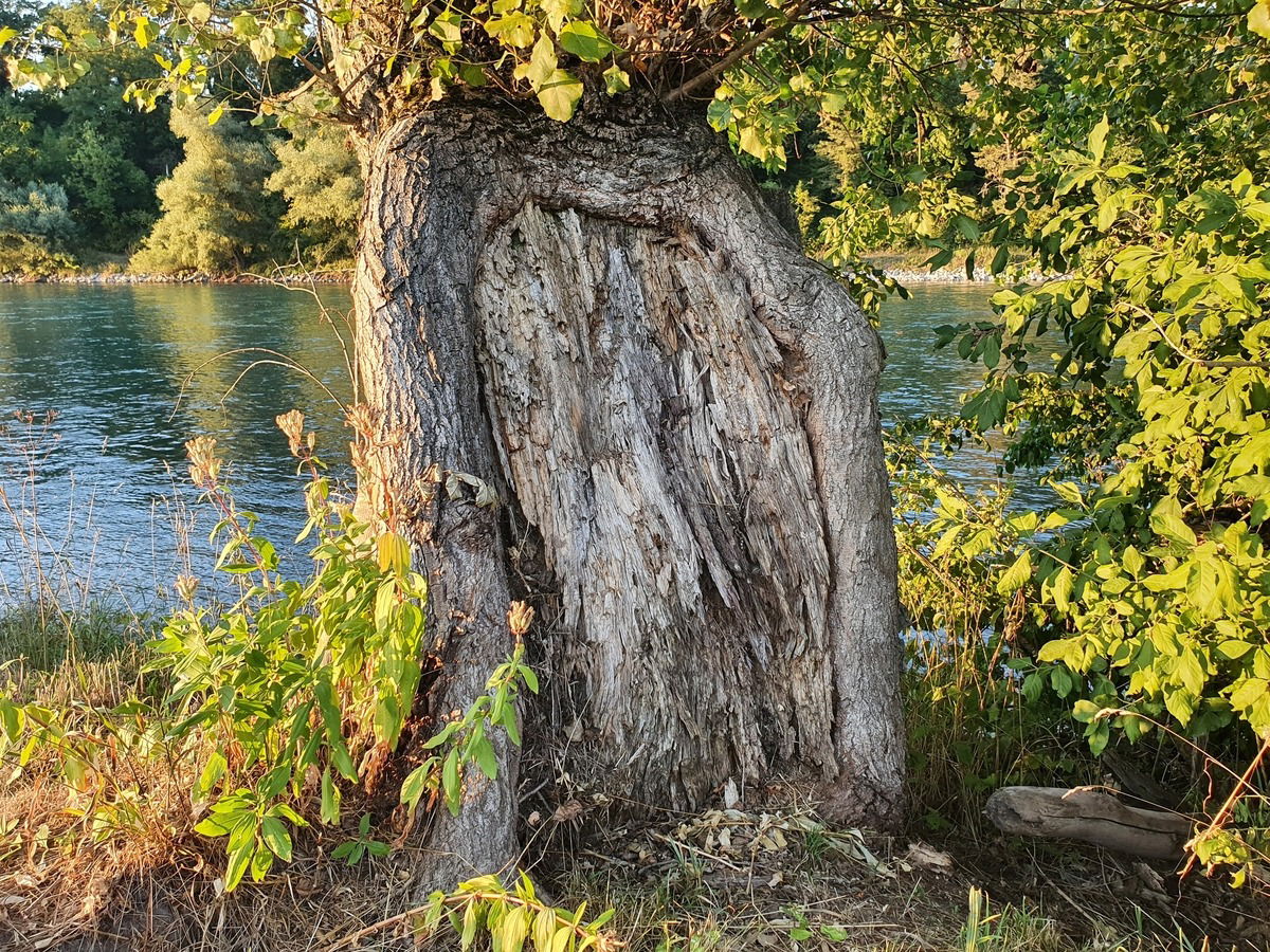 Wie die Tür zur Seele des Baumes. Am Rhein.