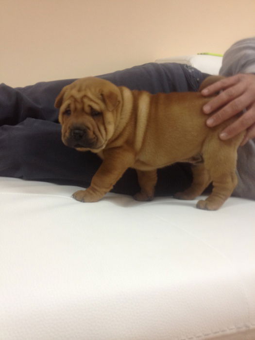 Unsere Dino...Der erste Tag bei uns :-)