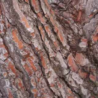 Baumrinde