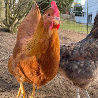 Linda, la gallina más ...