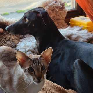 Yoda & Elior - 2 orient...