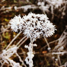 Eisblume